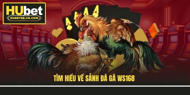 Tìm hiểu về Sảnh Đá Gà Ws168 Tìm hiểu về Sảnh Đá Gà Ws168